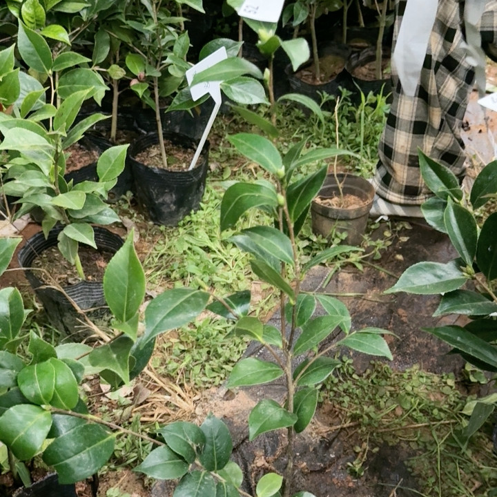 52鲜奶油,鲜花速递/花卉仿真/绿植园艺,绿植,淘宝优惠券,粉丝福利购,淘宝优惠卷