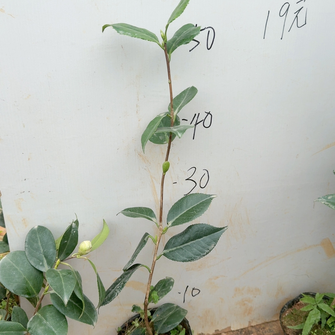 日系 姬白雪 原生,鲜花速递/花卉仿真/绿植园艺,绿植,淘宝优惠券,粉丝福利购,淘宝优惠卷