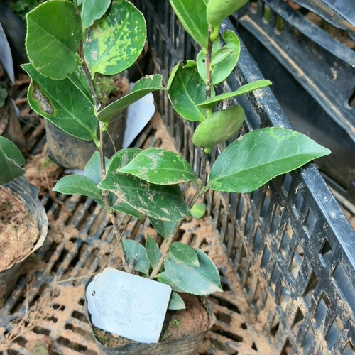 彩叶 楼兰花