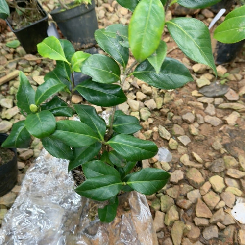 秋一番 日系 fu li