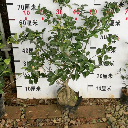 朝仓 开播福利价 6年苗 十几个花苞
