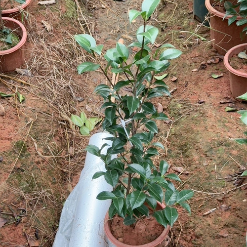 劳克 无花苞 高度80 6年苗