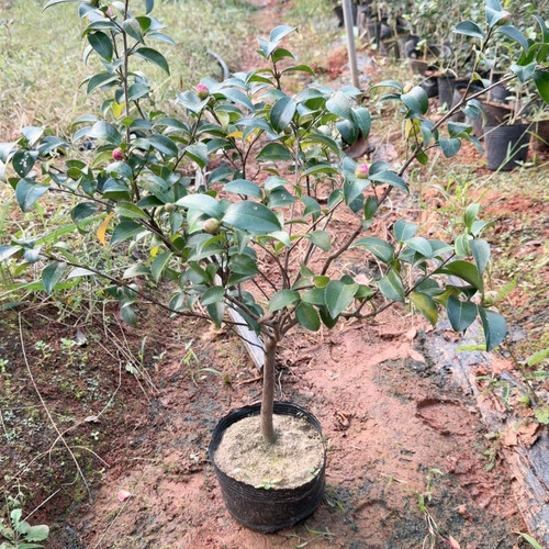 朝仓茶梅 群开带香味 6年苗