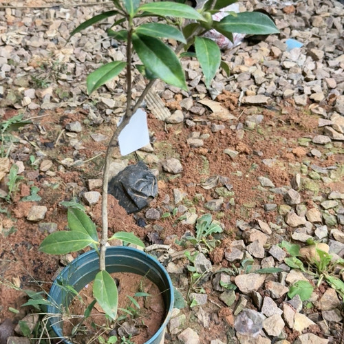 银河