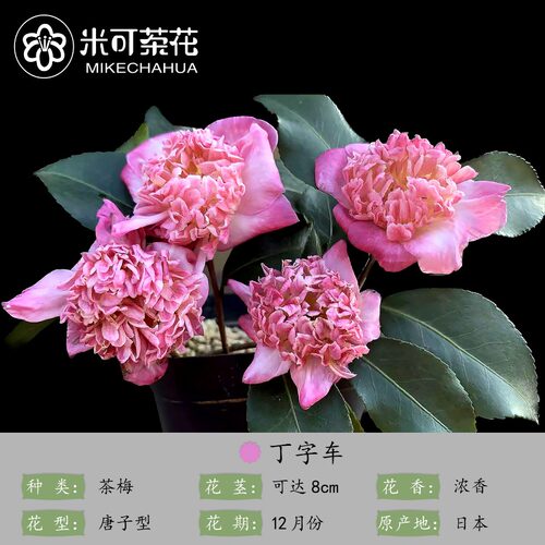丁字车茶梅 山茶花盆栽清香型带花苞茶花树苗 室内外阳台好养