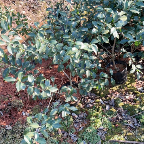 有希茶梅 带花苞 6年苗 高85