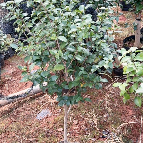 黄松 茶梅 高1.3 棒棒糖树形 原生苗