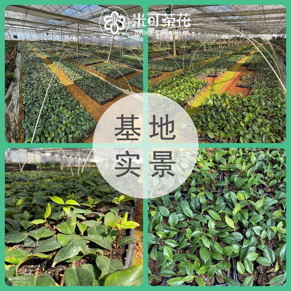 名贵稀缺山茶花品种包对版团购三