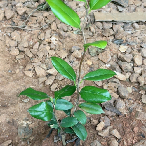 香河云龙