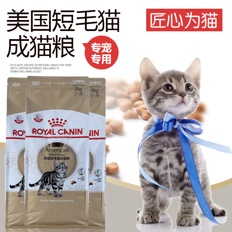 royalcanin皇家美短美国短毛猫