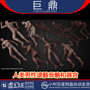 虚幻UE5.1+Human Male Remains Bones and Organs Rigged人类遗骸