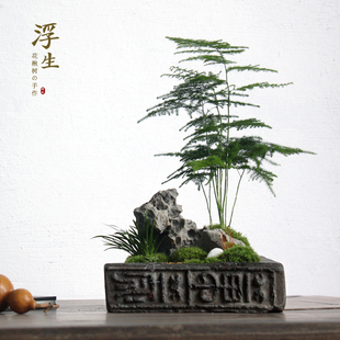 创意生态瓶微景观 绿植盆栽 茶盘摆件 苔藓植物盆景 浮生时光