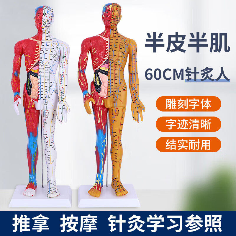 钧汇人体针灸模型 半肌肉骨骼内脏模型中医经络穴位模 半皮