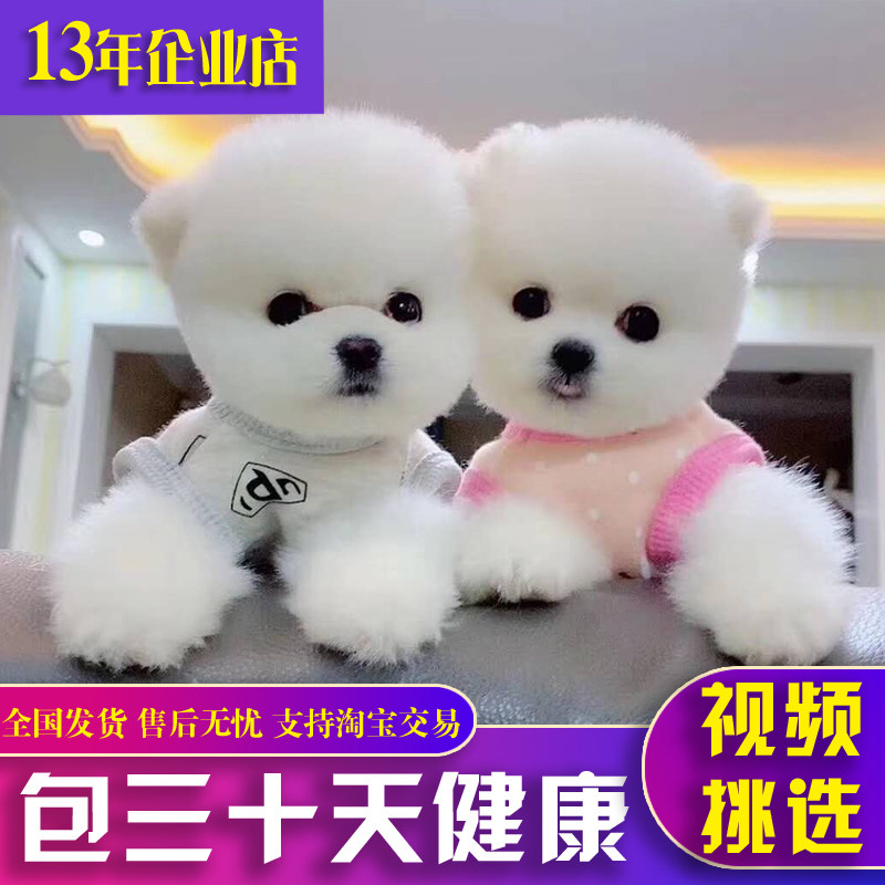 纯种白博美幼犬茶杯犬小型可爱迷你长不大活体俊介犬宠物真小狗狗