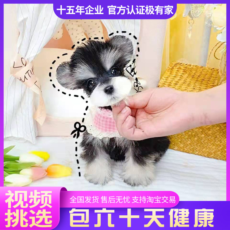 米奇飞耳立耳迷你椒盐黑银雪纳瑞幼犬活体纯种宠物狗狗支持淘宝