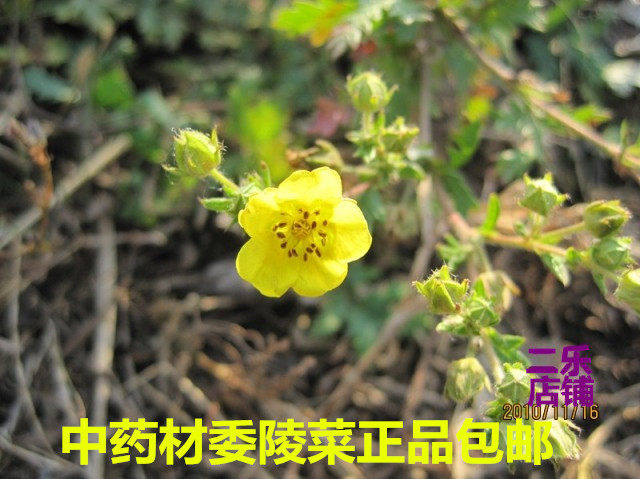 中药材翻白草委陵菜切断晒干新货