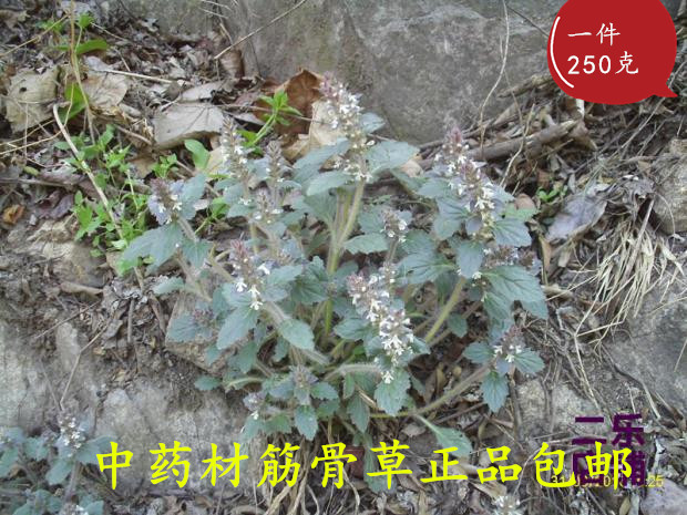 中药材筋骨草白毛夏枯草金创小草