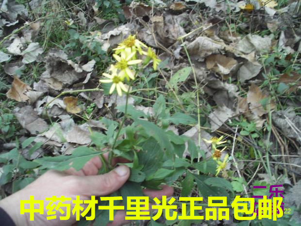 中药材千里光九里明一扫光包邮