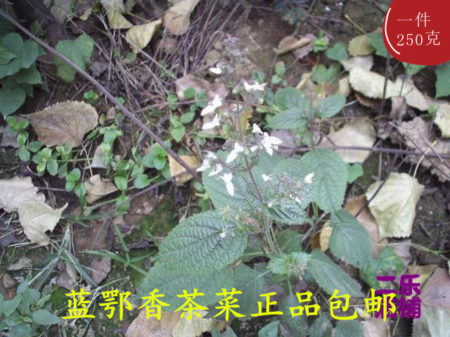 中药材蓝萼香茶菜正品新货包邮