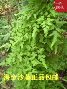 中药材新鲜海金沙藤根整株切断晒干左转藤吐丝藤蛤蟆藤正品包邮