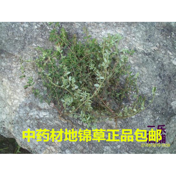 中药材地锦草奶浆草铺地红血见愁