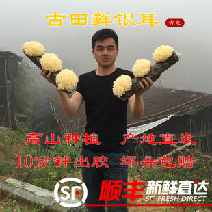 古泉古田新鲜银耳高山雪耳糯耳出胶快免泡发孕妇代餐无硫12朵顺丰