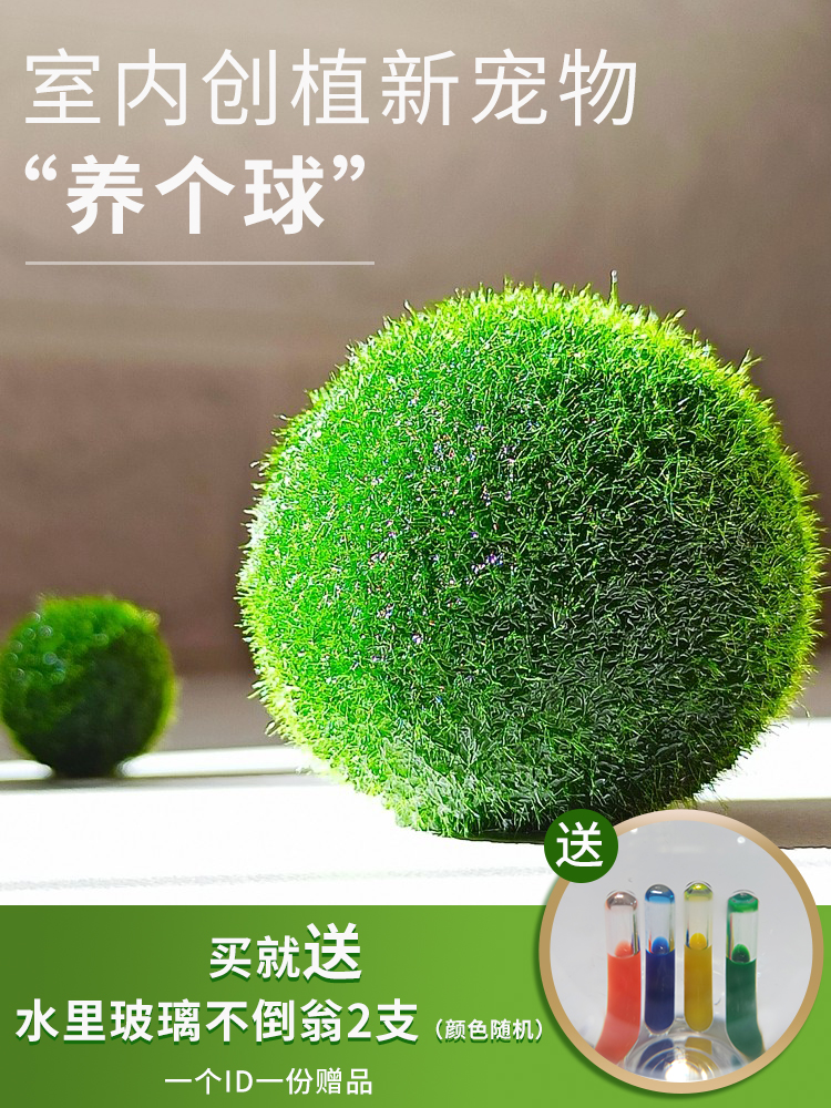marimo海藻球植物微景观生态瓶鱼缸水培植物球藻创意水生好养耐活
