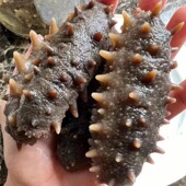 冷冻保存 张磊家 即食小海参500克一包