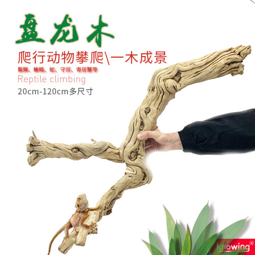 爬虫天然藤鬃狮宠物寄居蟹守宫
