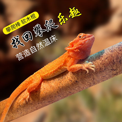 wacool爬虫R属睫角守宫攀爬软木