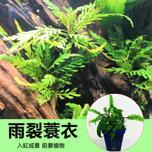 鱼缸活体水草羽裂蓑衣