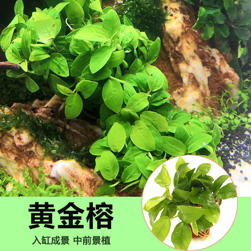 黄金榕鱼缸造景水榕活体植物水族箱新手好养绑沉木阴性草中景水草