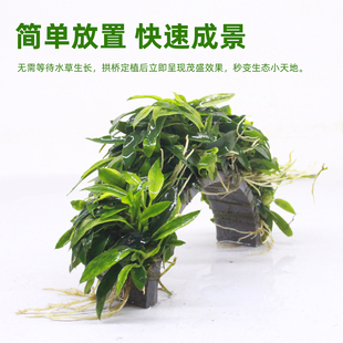 鱼缸造景水榕拱桥水培迷你瓦利斯榕拱桥阴性真草淡水小摆件植物