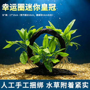 龟缸专用幸运圈沉木水草挺水活体植物乌龟躲藏水陆两用生态造景草