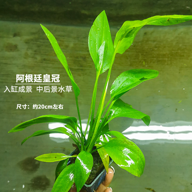 阿根廷皇冠水草鱼缸造景后景植物