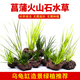 乌龟缸造景绿植菖蒲火山石定植俯石生态鱼缸水陆缸中后景水培水草