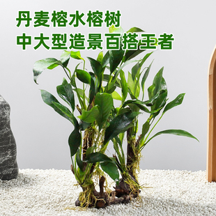 水榕水草鱼缸专用造景水草树水榕树新手懒人草缸装饰大叶丹麦榕树