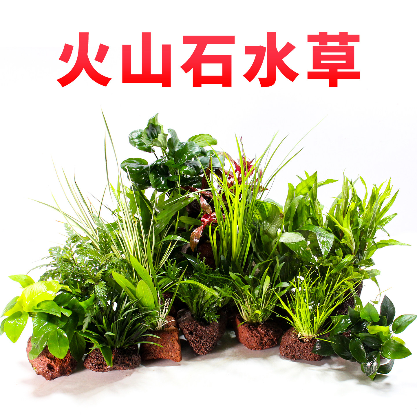 火山石水草定植鱼缸草缸新手懒人造景植物入门级绿菊水榕莫斯套餐