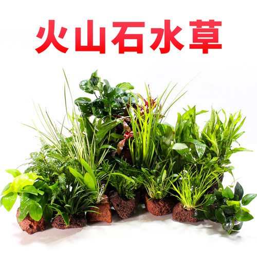 火山石水草定植鱼缸入门级绿菊