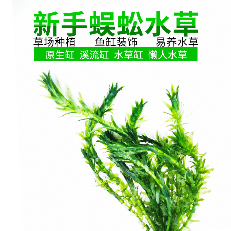 蜈蚣水草鱼缸水族箱造景中后景淡水高植物新手入门级5支装真水草