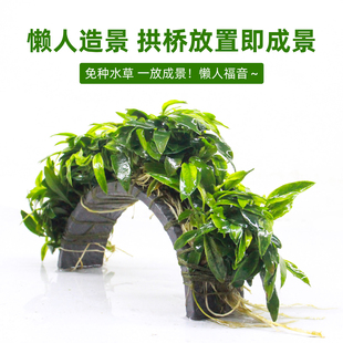 鱼缸造景水草迷你瓦利斯榕拱桥水榕黄金榕大叶榕绿植水族专用植物