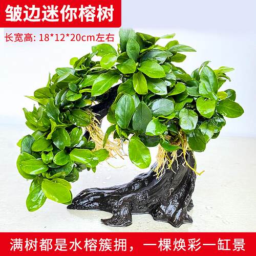 招财树迷你水榕树鱼缸造景