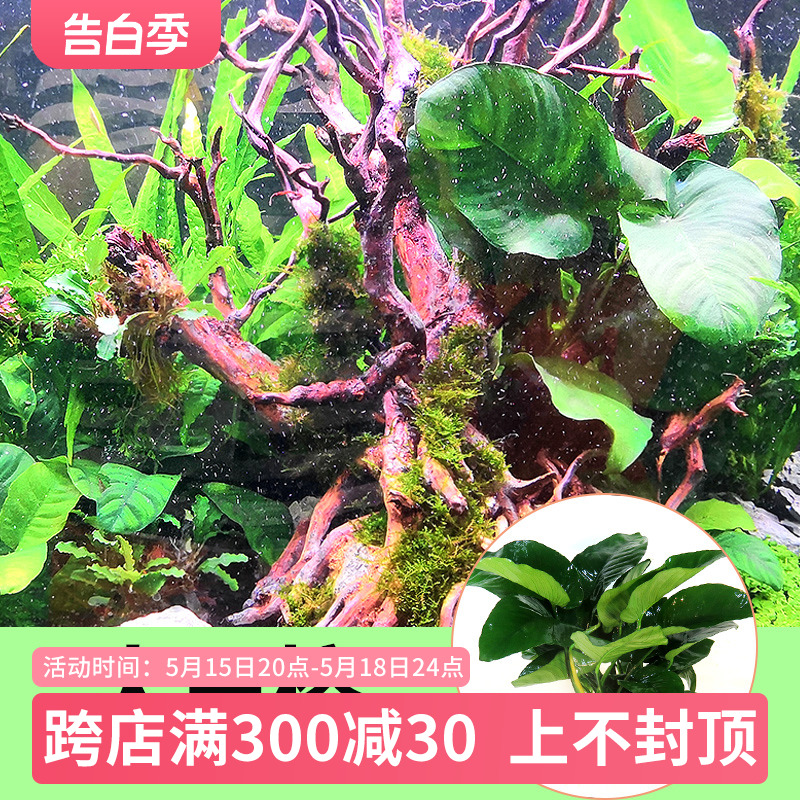 水榕水草活体鱼缸造景淡水植物懒人水族装饰阴性水草大叶榕大巴榕-封面