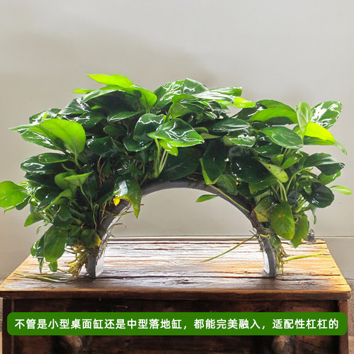 鱼缸造景牡丹榕拱桥水榕水培植物