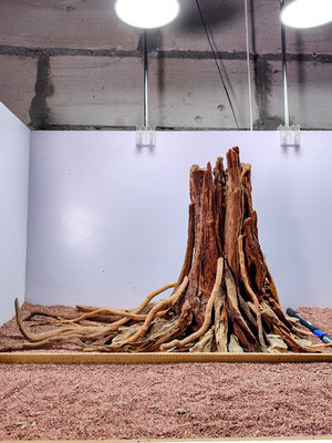 鱼缸生命之树造景大型1.2米树桩沉木骨架定制草缸内饰莫斯树景装