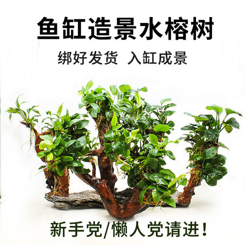 鱼缸造景水榕水草沉木树植物装饰