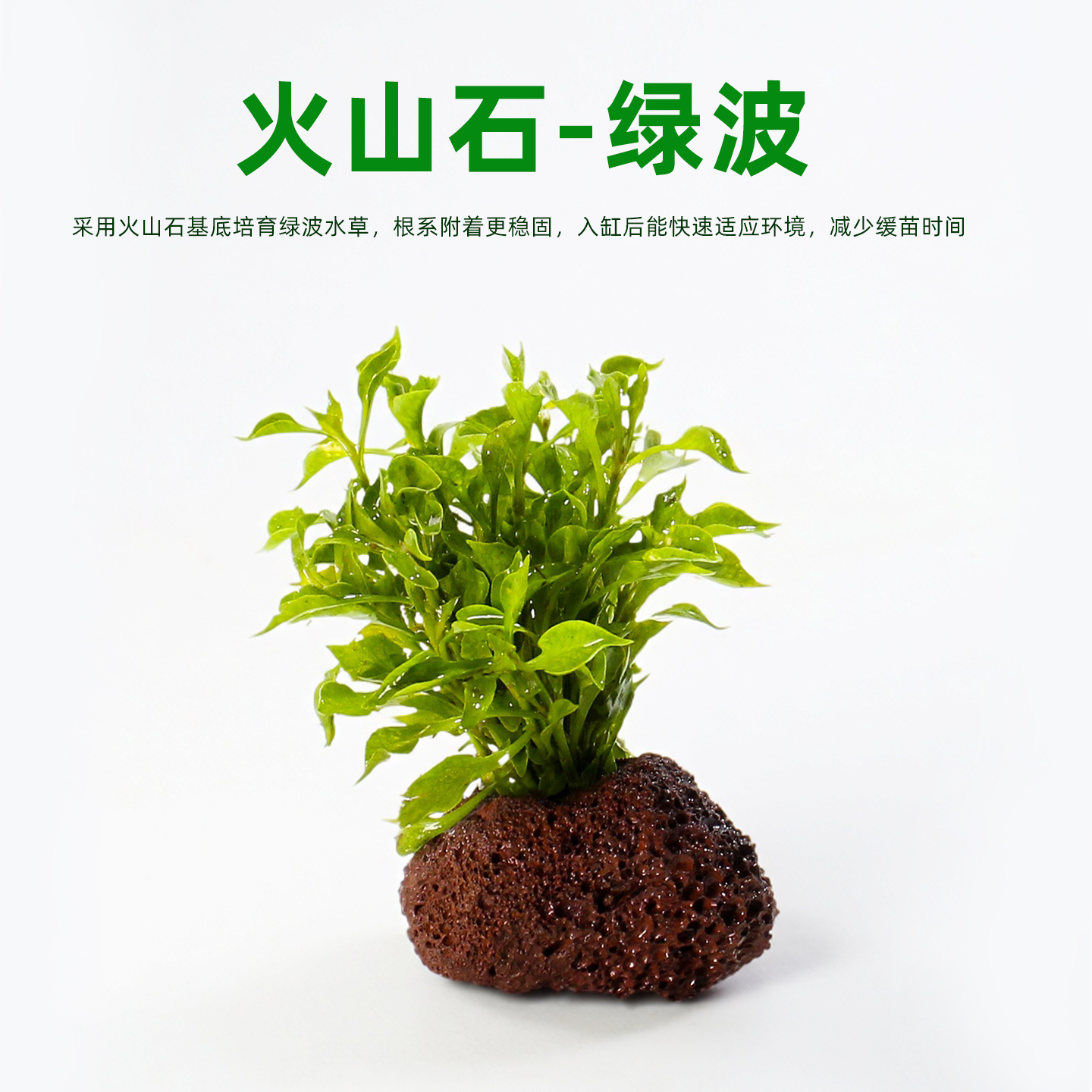 绿波水草鱼缸造景增氧淡水四季前景植物绿植中前景懒人好养活体草