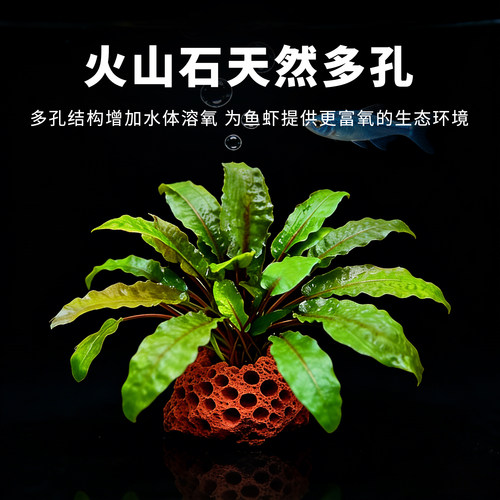 鱼缸造景火山石天然多孔定植椒草