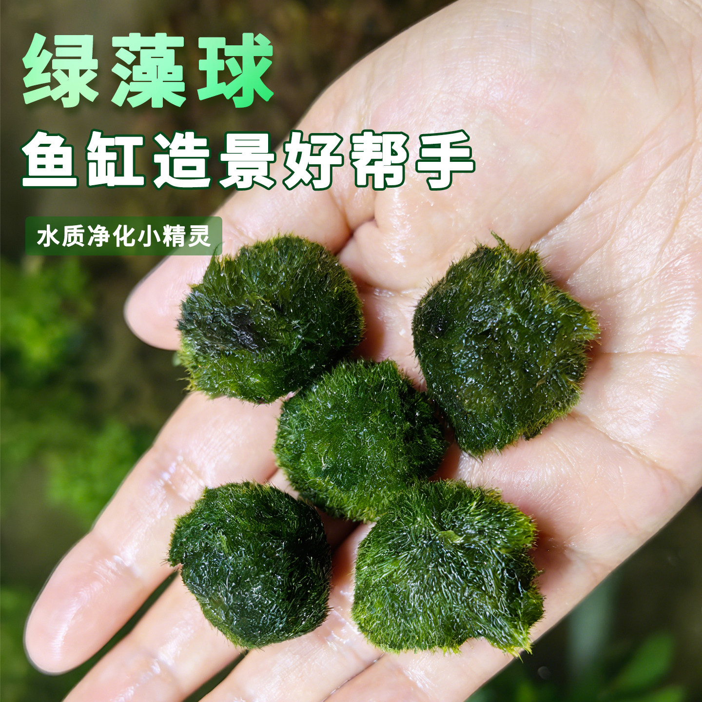 绿藻球活体水草新手易养沉水型淡水造景植物生态蕨类水草水景净化