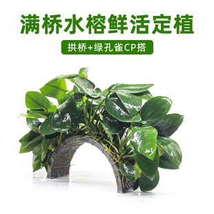 鱼缸造景绿孔雀拱桥水榕黄金榕大叶榕生态耐阴真水草鱼虾互动植物
